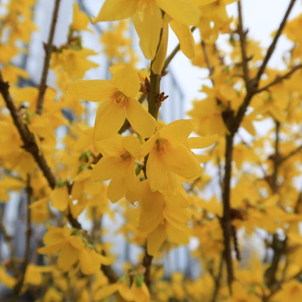 Forsythia intermedia 'Courtalyn'