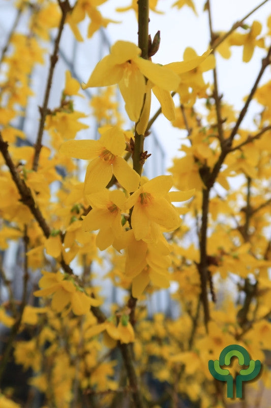 Forsythia intermedia 'Courtalyn'