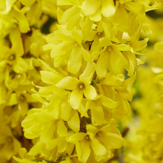 Forsythia intermedia Mikador