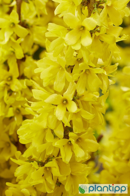 Forsythia intermedia Mikador