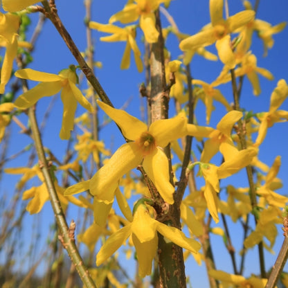Forsythia intermedia 'Spectabilis'