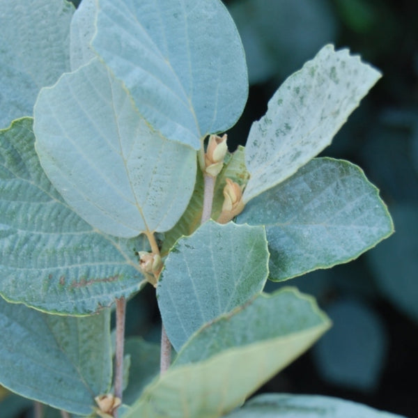 Fothergilla intermedia 'Blue Shadow'