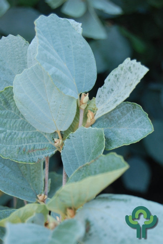 Fothergilla intermedia 'Blue Shadow'