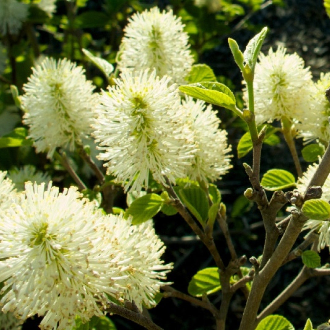 Fothergilla intermedia 'Blue Shadow'