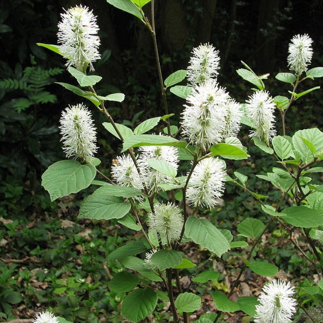 Fothergilla major