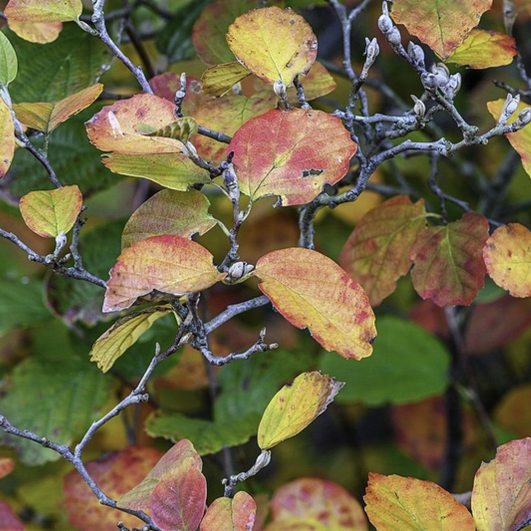 Fothergilla major