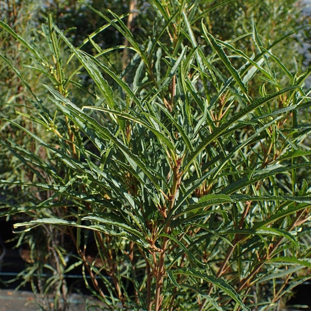 Frangula alnus Fine Line