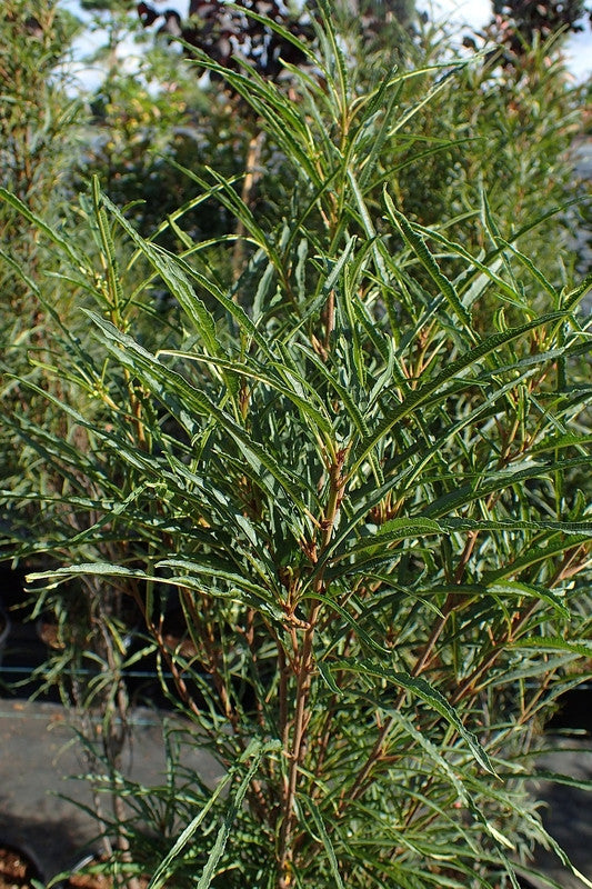 Frangula alnus Fine Line