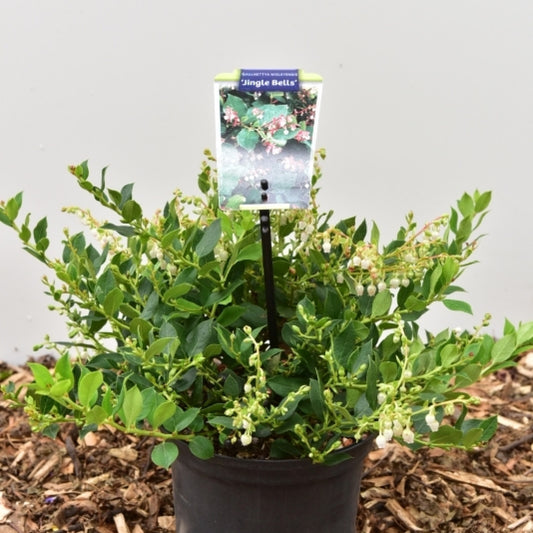 Gaultheria 'Jingle Bells'