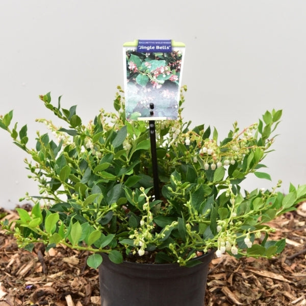 Gaultheria 'Jingle Bells'