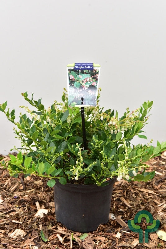 Gaultheria 'Jingle Bells'