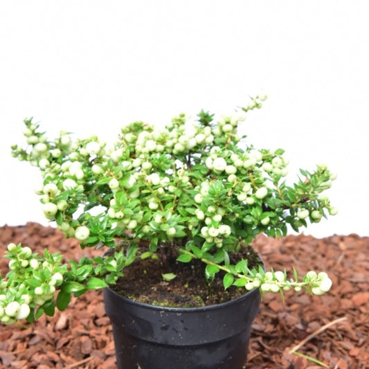 Gaultheria mucronata