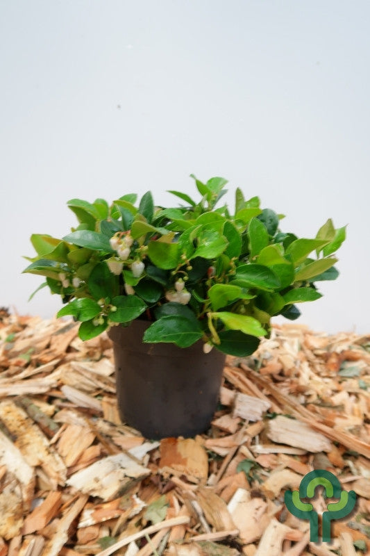 Gaultheria procumbens Big Berry