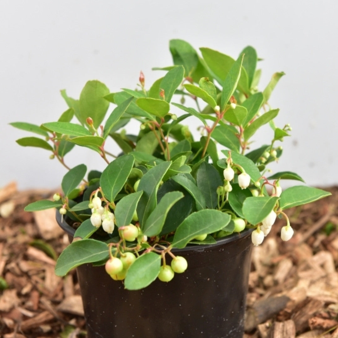 Gaultheria procumbens Big Berry