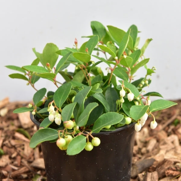 Gaultheria procumbens Big Berry