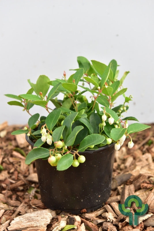 Gaultheria procumbens Big Berry