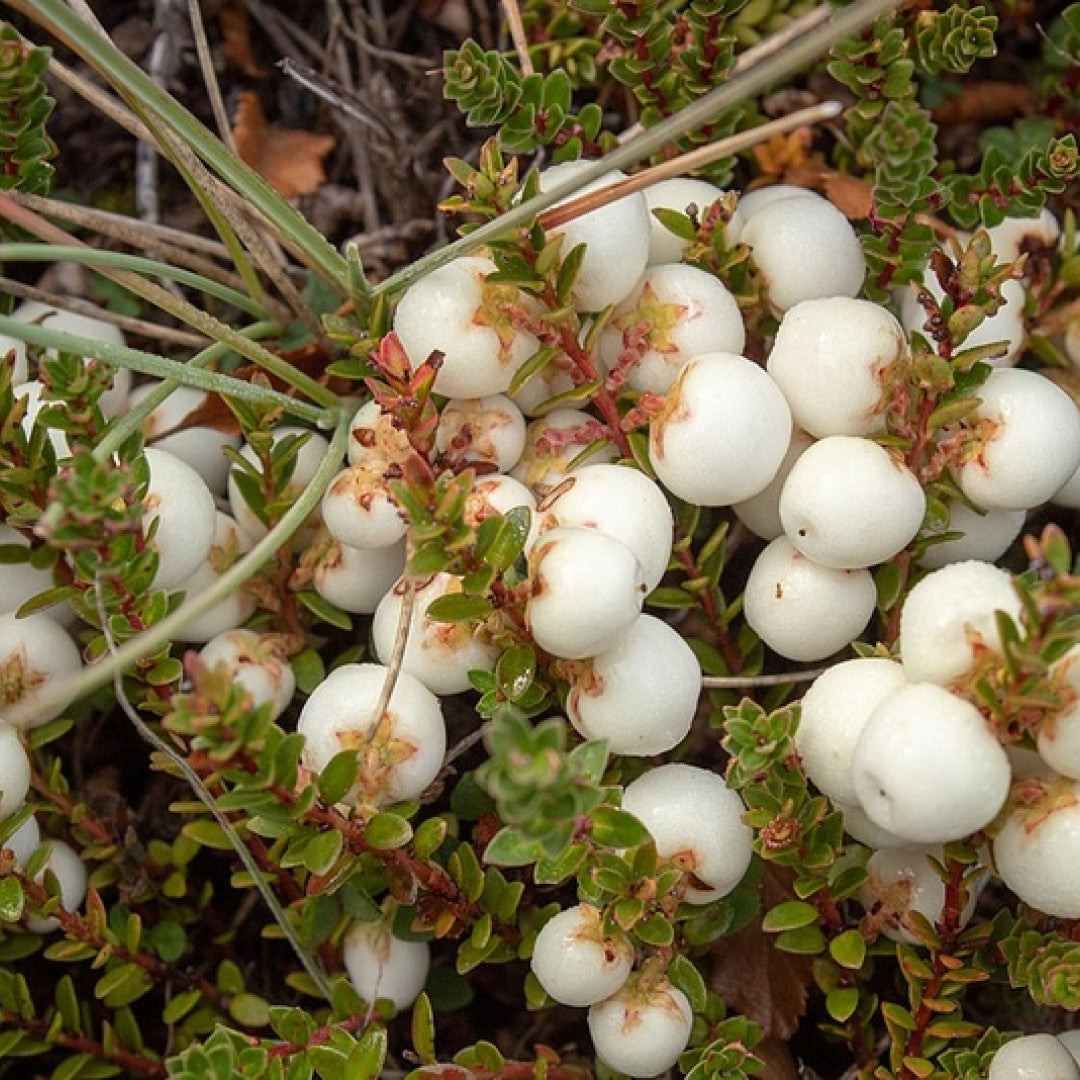 Gaultheria mucronata