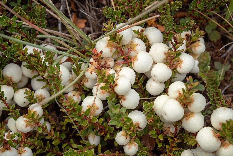 Gaultheria mucronata