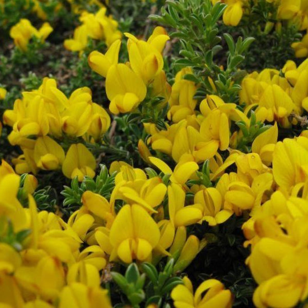 Genista pilosa 'Vancouver Gold'