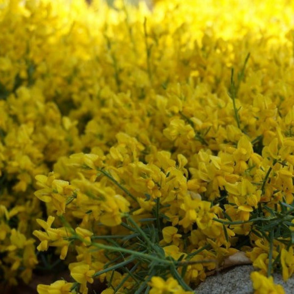 Genista tinctoria 'Royal Gold'