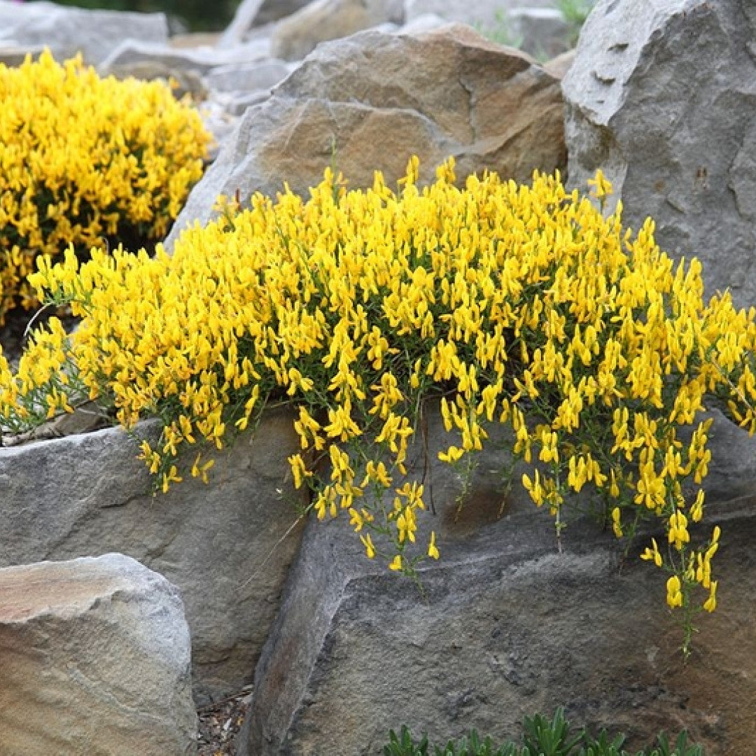 Genista lydia