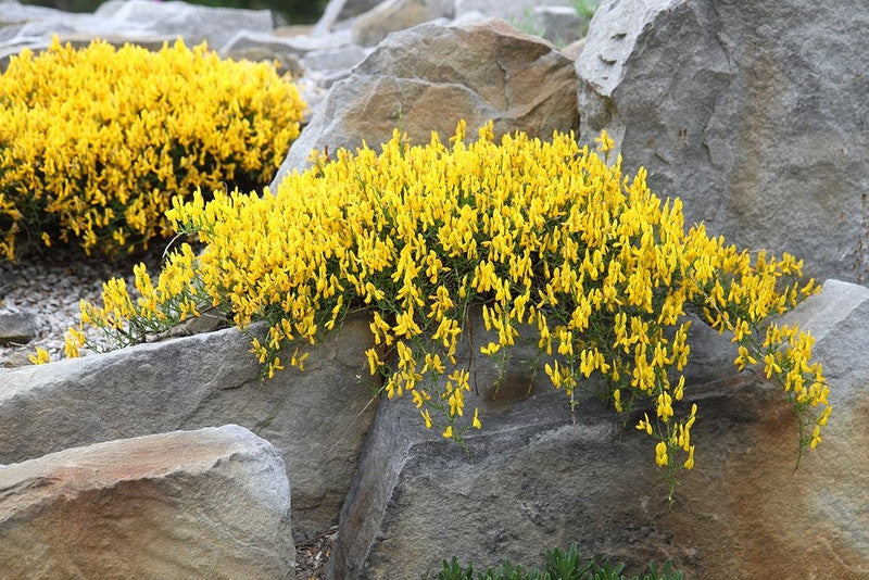Genista lydia