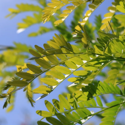 Gleditsia triacanthos 'Sunburst'