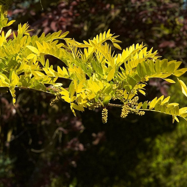 Gleditsia triacanthos 'Sunburst'