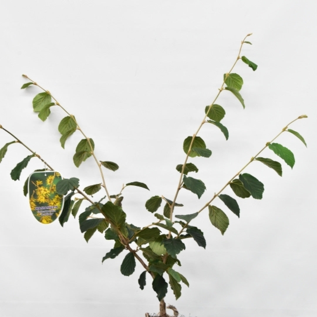 Hamamelis intermedia 'Pallida'