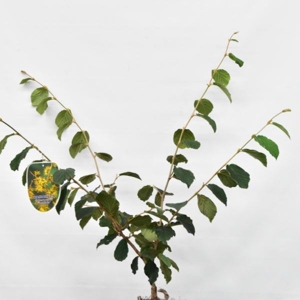 Hamamelis intermedia 'Pallida'