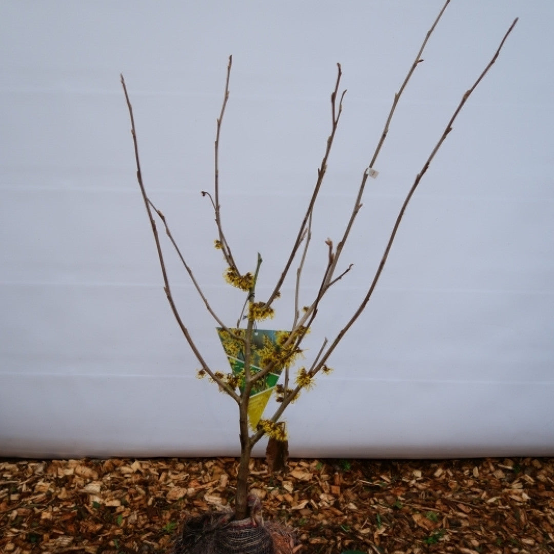 Hamamelis intermedia 'Pallida'