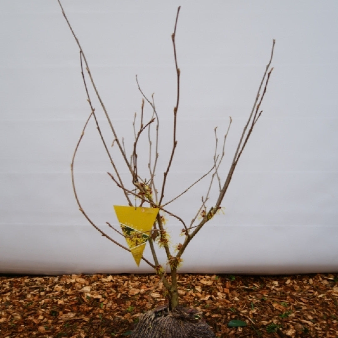 Hamamelis intermedia 'Westerstede'