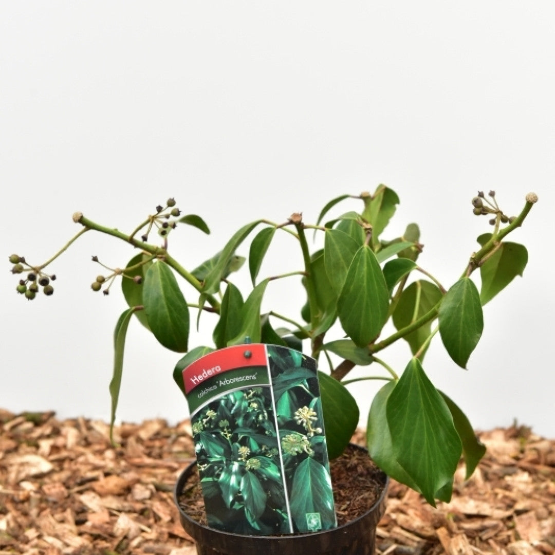 Hedera colchica 'Fall Favourite' (= colchica 'Arborescens')