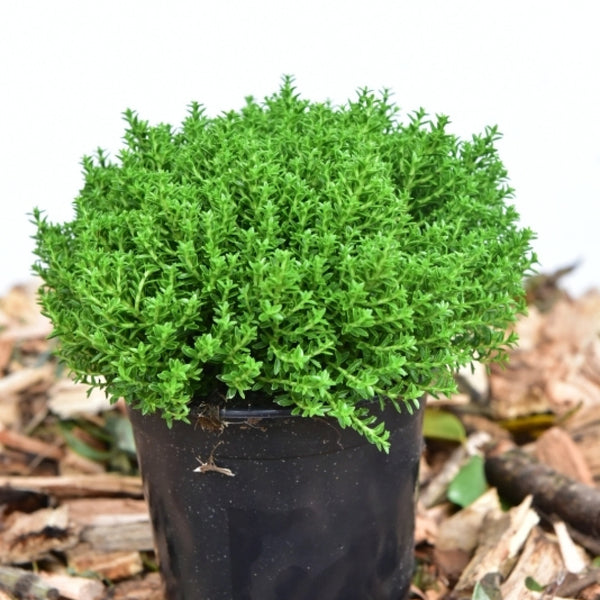 Hebe 'Emerald Gem'