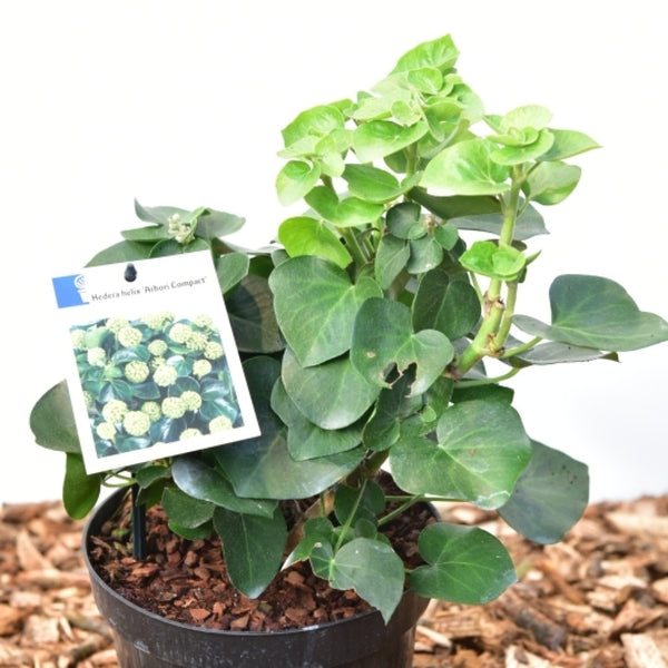 Hedera hibernica 'Arbori Compact'