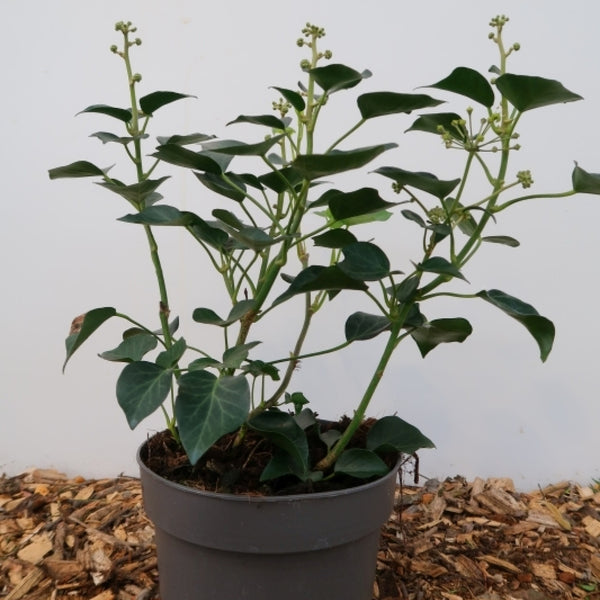 Hedera helix 'Arborescens'