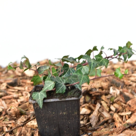 Hedera helix