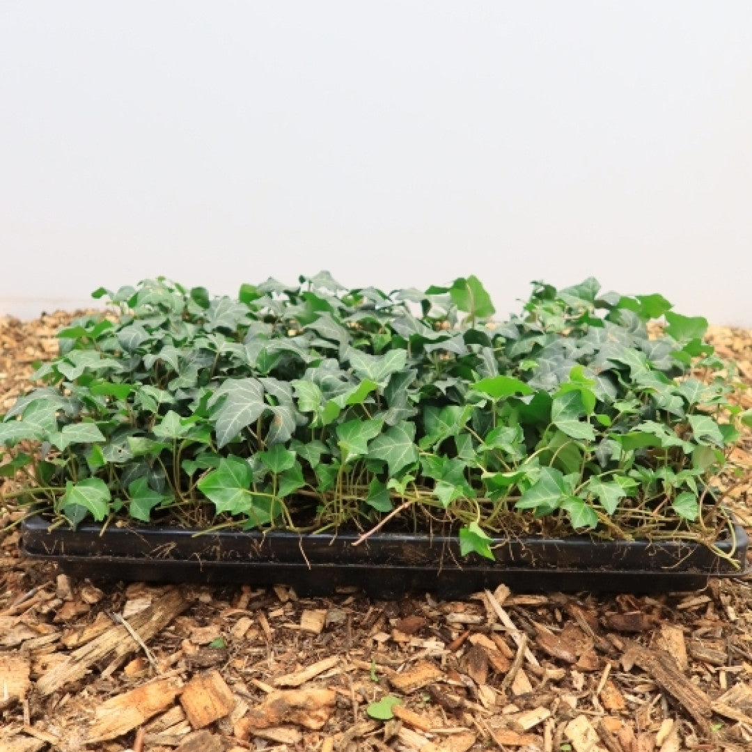 Hedera helix 'Normandy Carpet'