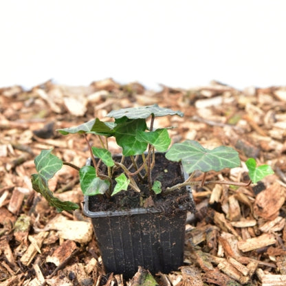 Hedera helix 'Woerner'