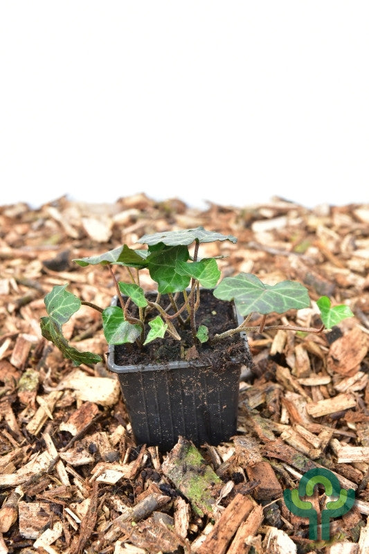 Hedera helix 'Woerner'