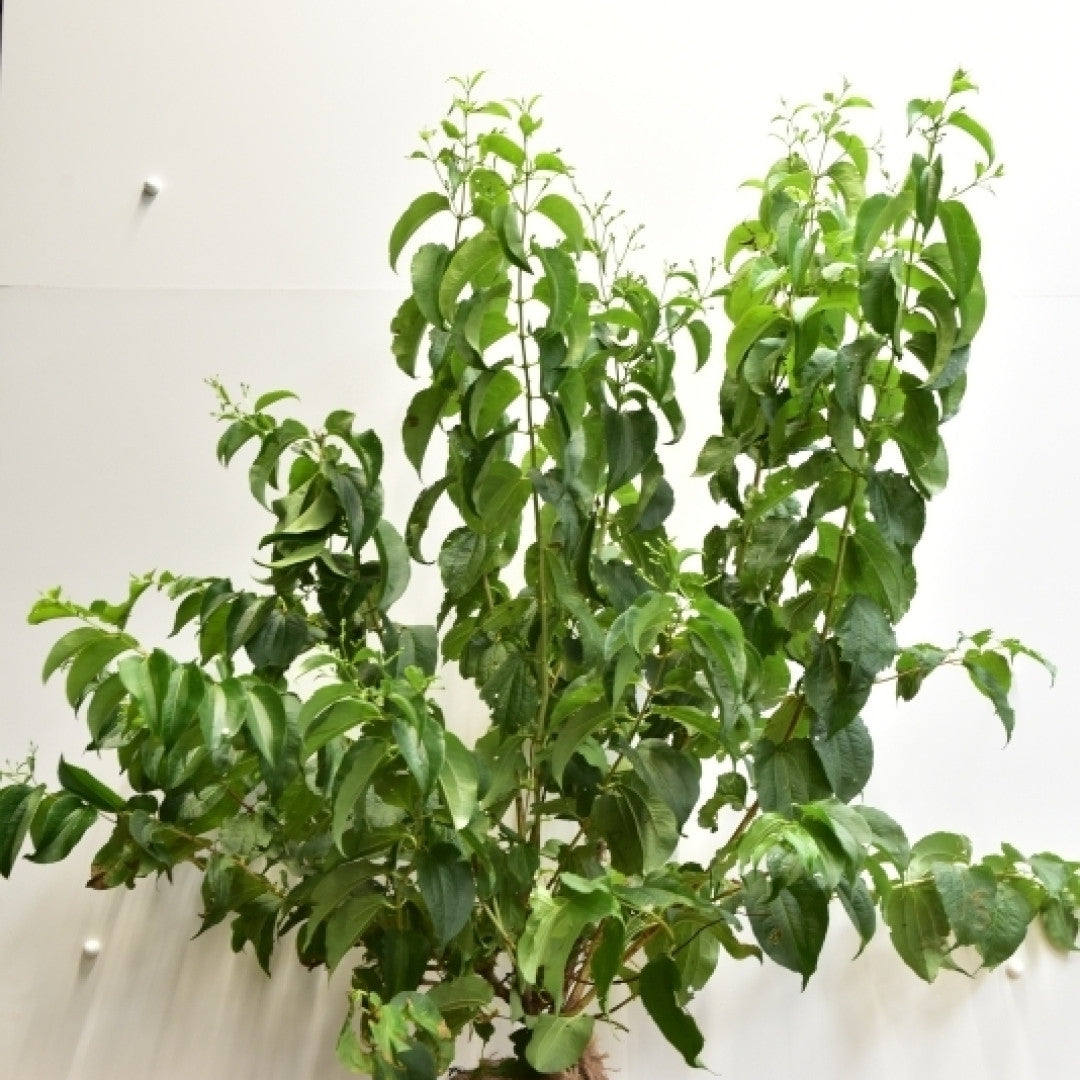 Heptacodium miconioides