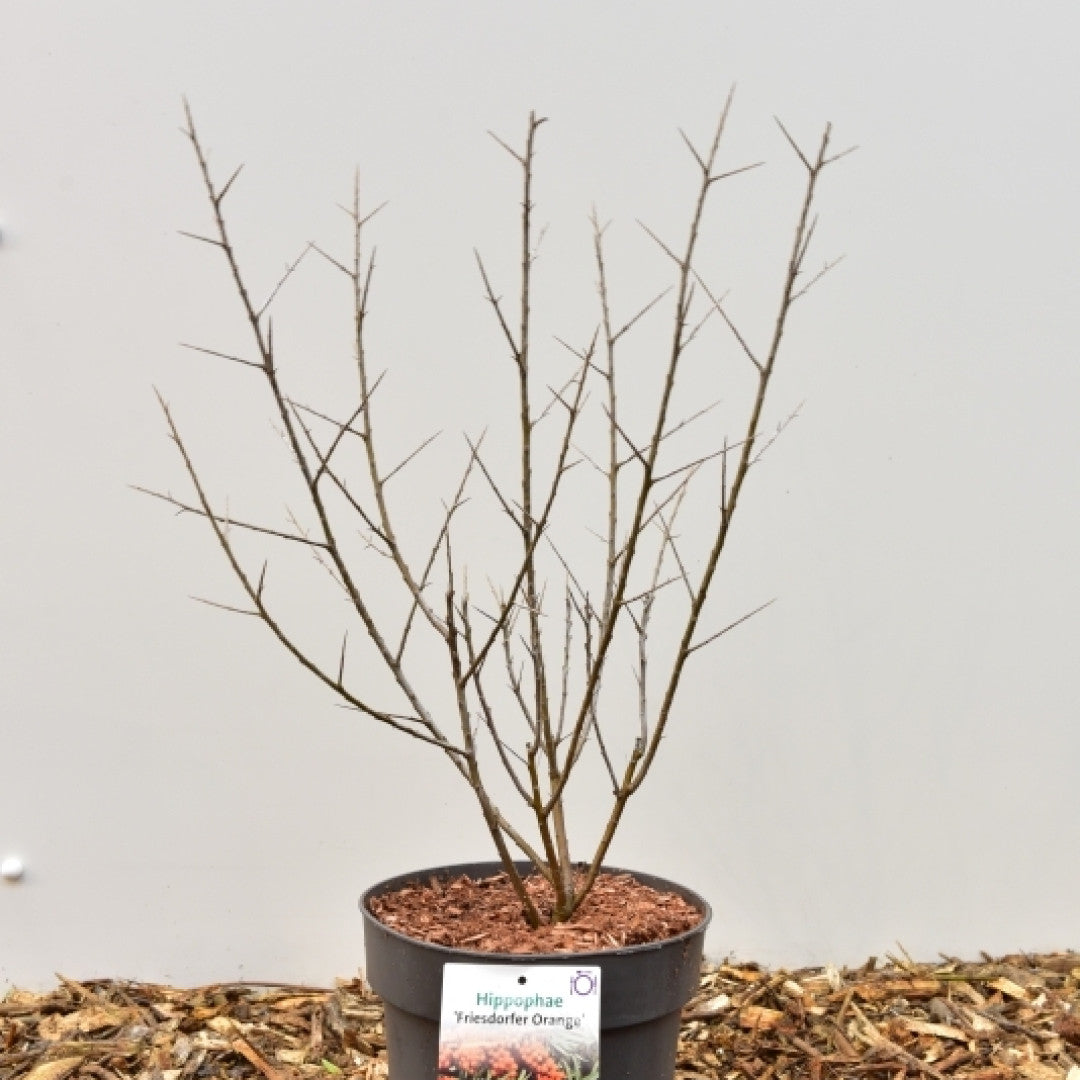 Duindoorn (Hippophae rhamnoides) 'Friesdorfer Orange'
