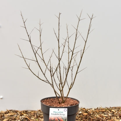 Duindoorn (Hippophae rhamnoides) 'Friesdorfer Orange'