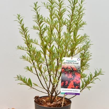 Duindoorn (Hippophae rhamnoides) 'Friesdorfer Orange'