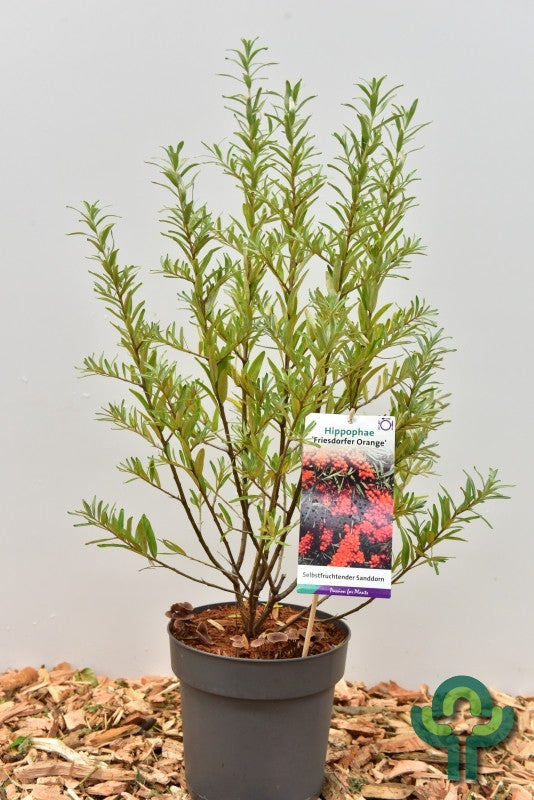 Duindoorn (Hippophae rhamnoides) 'Friesdorfer Orange'
