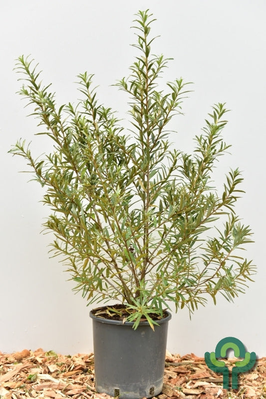 Duindoorn (Hippophae rhamnoides) 'Pollmix'
