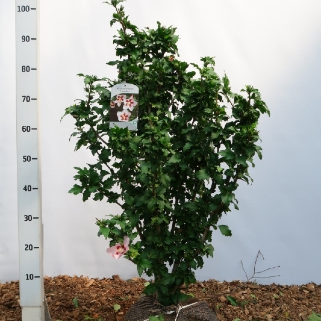 Hibiscus syriacus 'Hamabo'