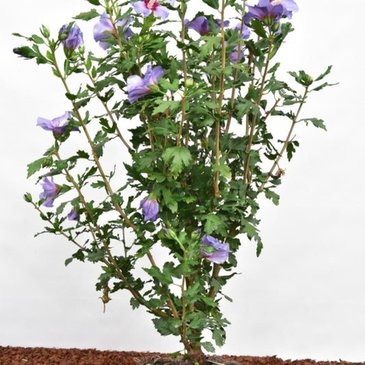 Hibiscus syriacus 'Oiseau Bleu'