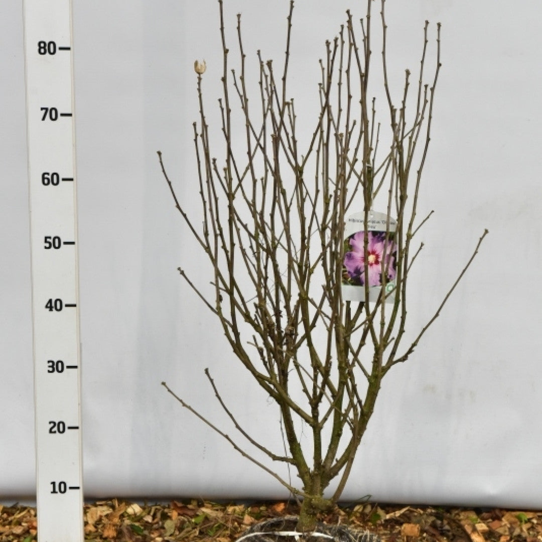 Hibiscus syriacus 'Oiseau Bleu'
