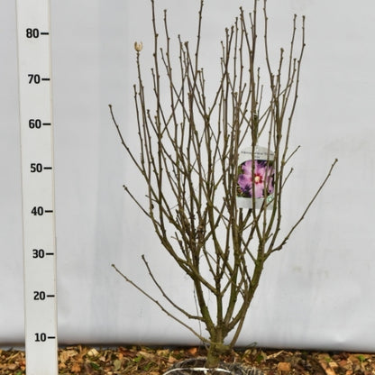 Hibiscus syriacus 'Oiseau Bleu'